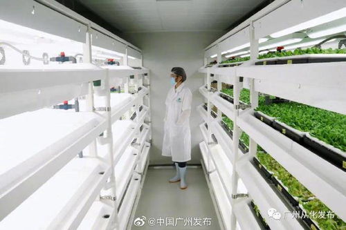 無土栽培 無需陽光與土壤的現代種植革命